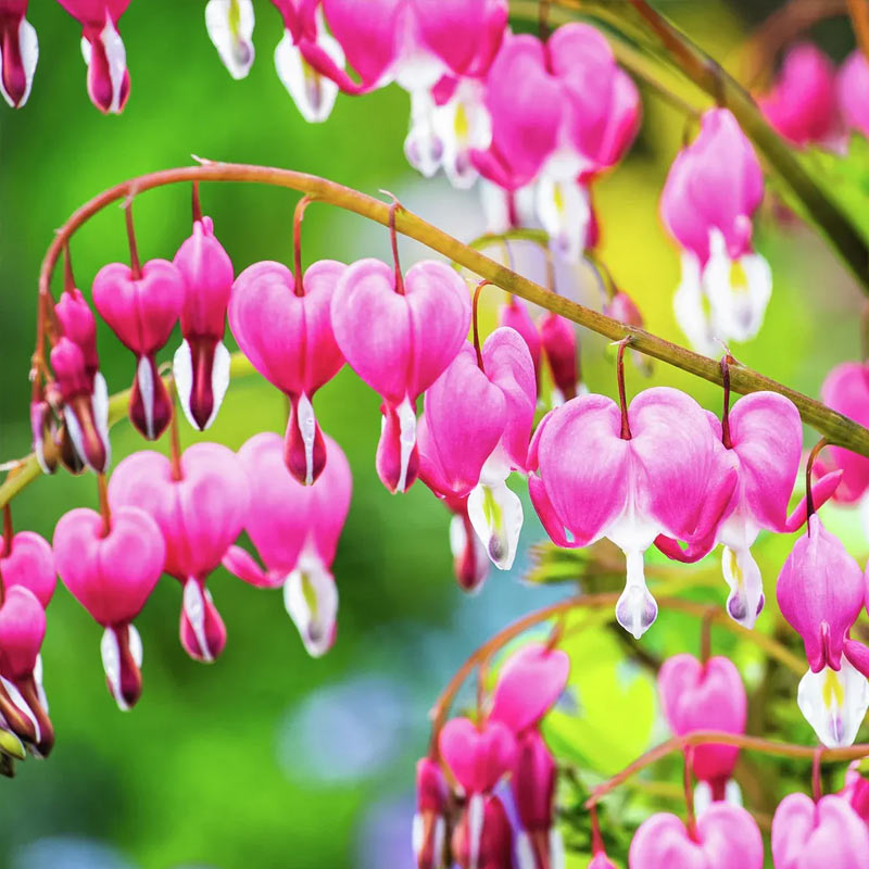 Tr&auml;nendes Herz Der Klassiker (Dicentra spectabilis) &mdash; elegante herzf&ouml;rmige rosa Bl&uuml;ten an bogenf&ouml;rmigen Stielen