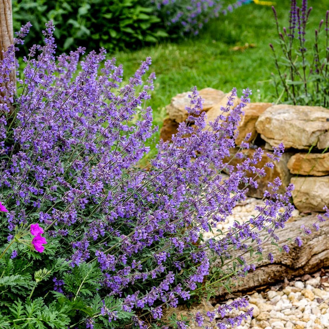 Katzenminze Walkers Low mit lang anhaltenden violetten Blüten
