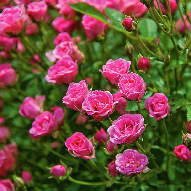 Mini-Rose Lilly Rose&trade; &mdash; Gratis-Geschenk bei G&auml;rtner Harry