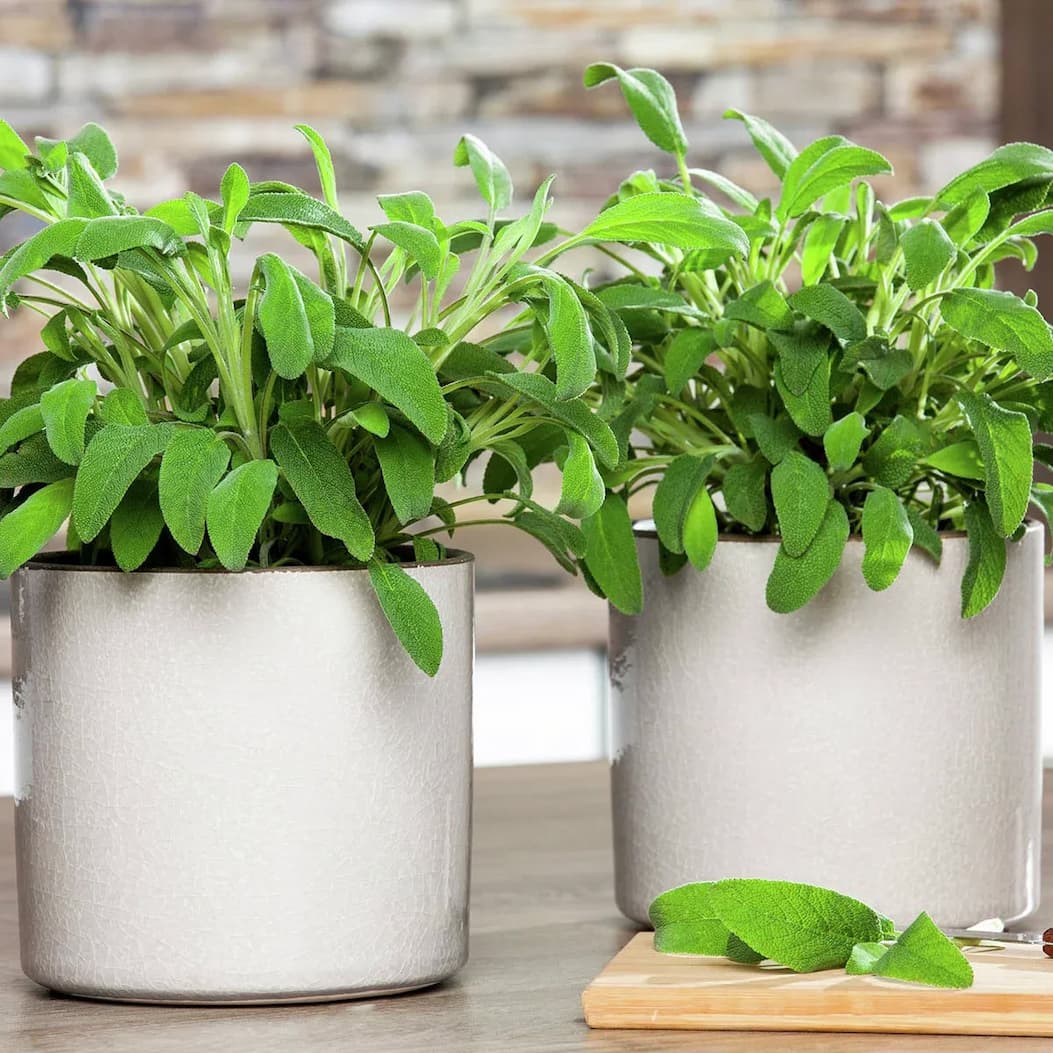 Echter Salbei mit silbergrauem, wintergrünem Laub
