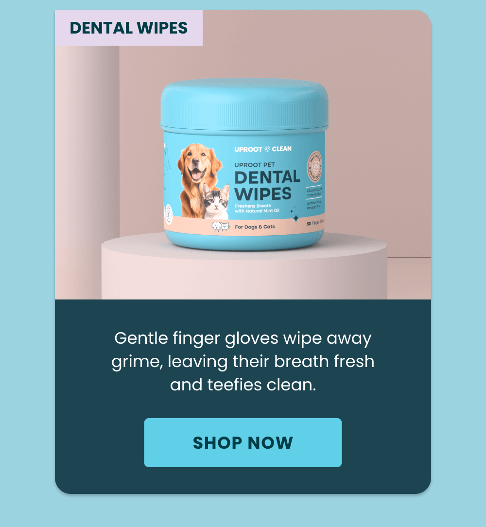Dental Wipes [SHOW NOW] 