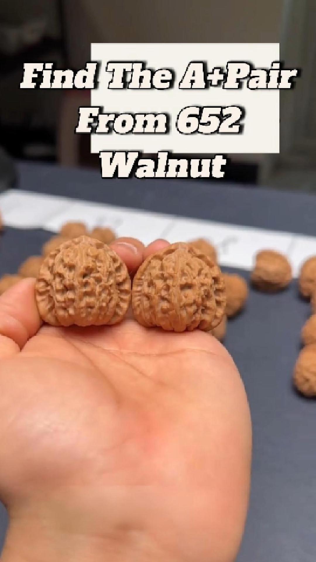 ZenWalnut specialist comparing the size and structure of a Wenwan walnut