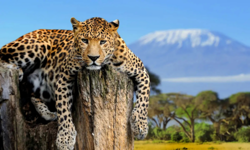 Kenyan Wildlife & Coastal Explorer – Exclusively Solos