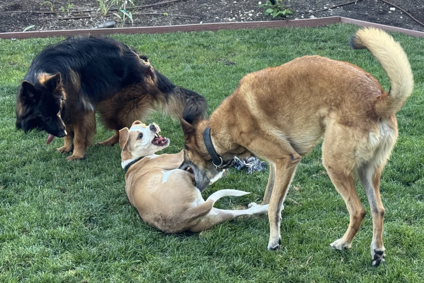 three dogs playing