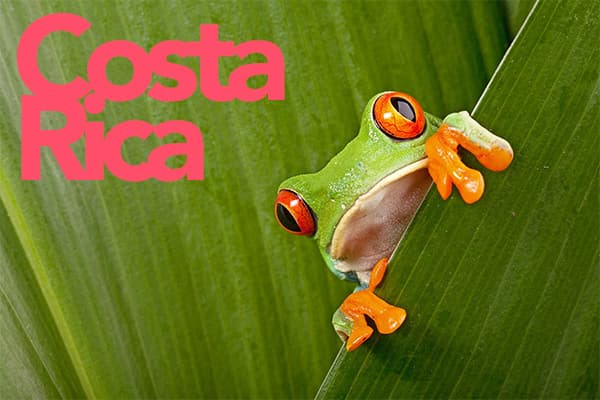 Tree frog in Costa Rica | UnCruise Adventures