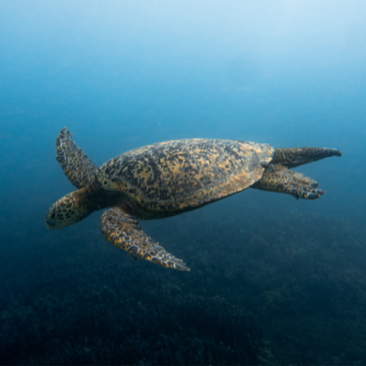 Sea turtle underwater in Hawaii | UnCruise Adventures