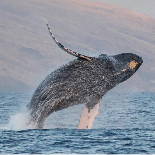 Humpback whale breach in Hawaii | UnCruise Adventures