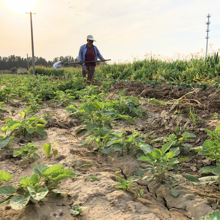 Herb Trade Supply Chain Update