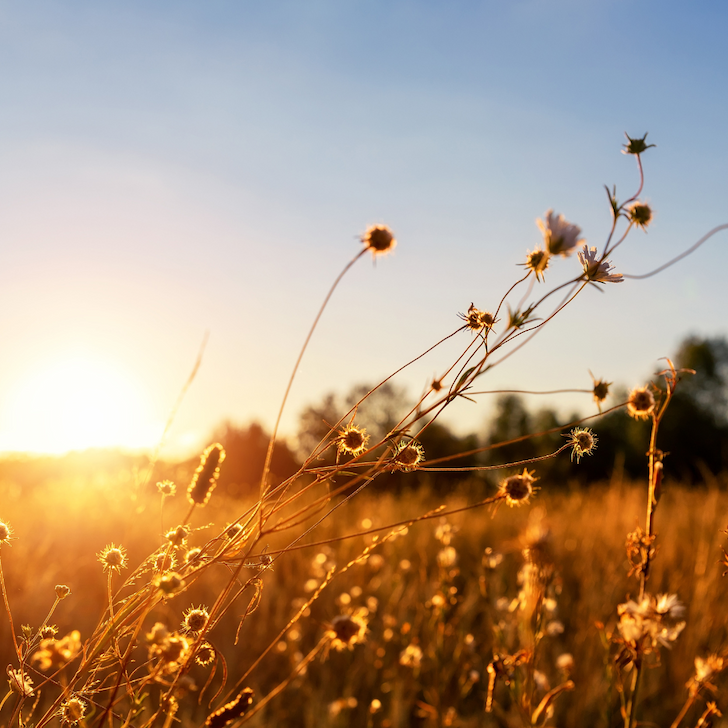 Chu Shu: End of Heat & Welcome to Autumn