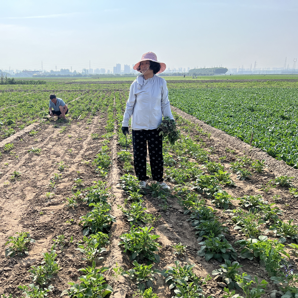 2024 China travel: 4 days in Anguo, the Herb Nerd’s Paradise
