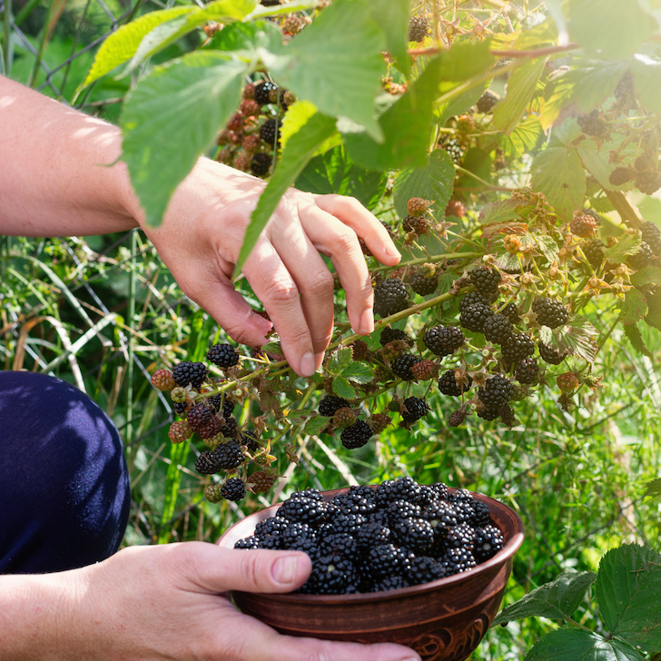 Late Summer & The Earth Element