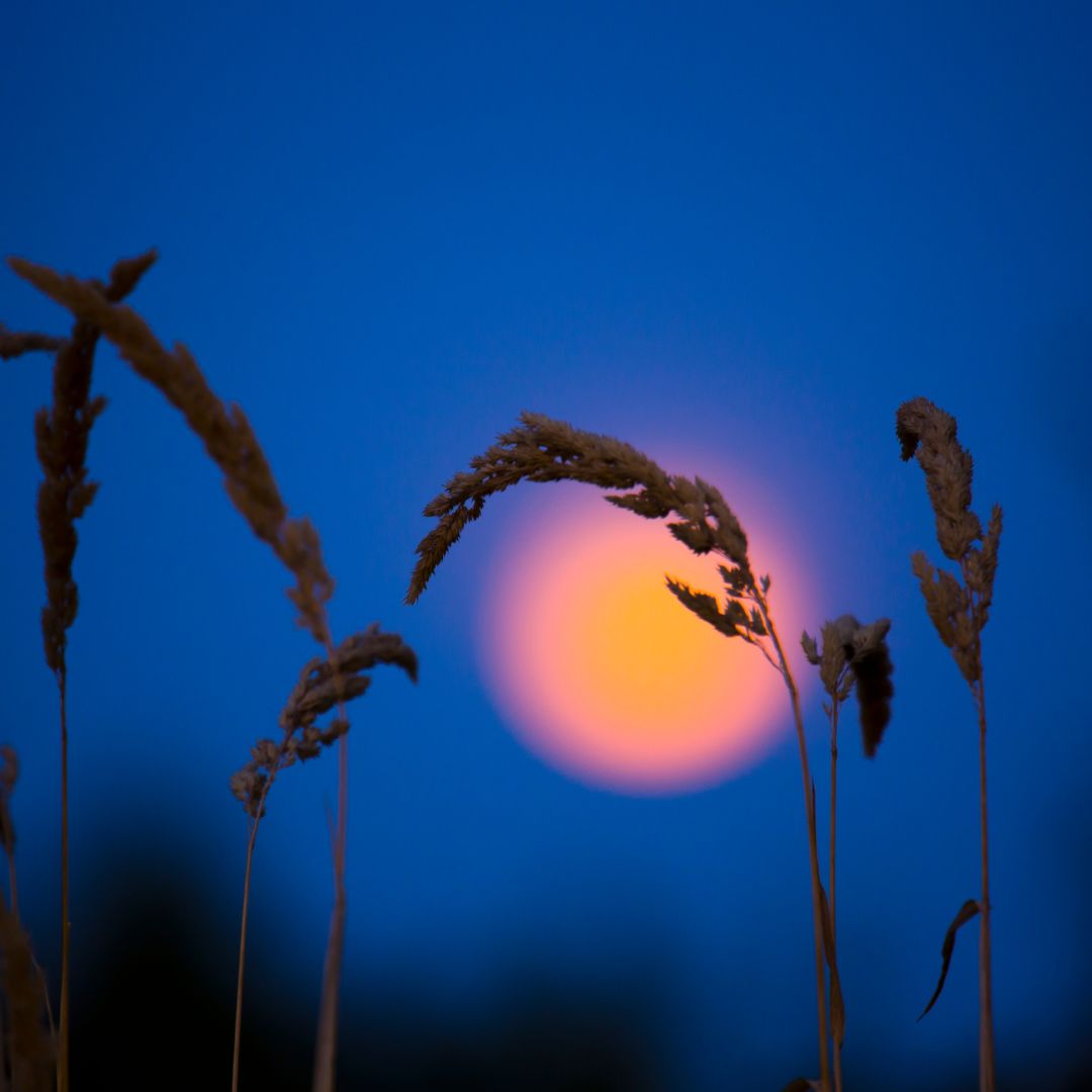 Mid-Autumn Festival