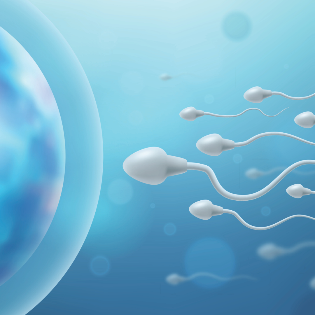 Treating Blood & Jing in Male Fertility