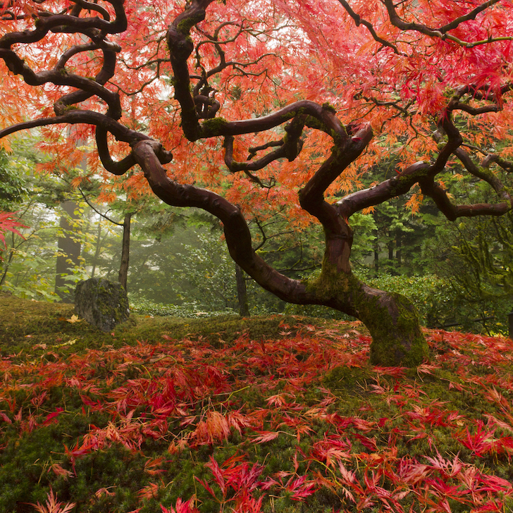 Fall & The Metal Element: Season of Refinement and Release