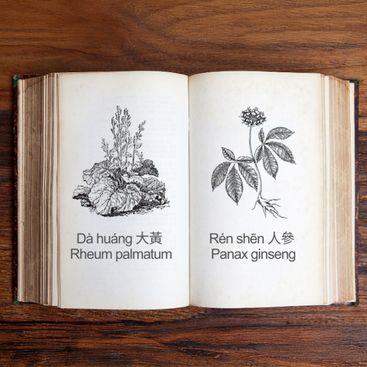 Dui Yao in an Ancient Brain Formula