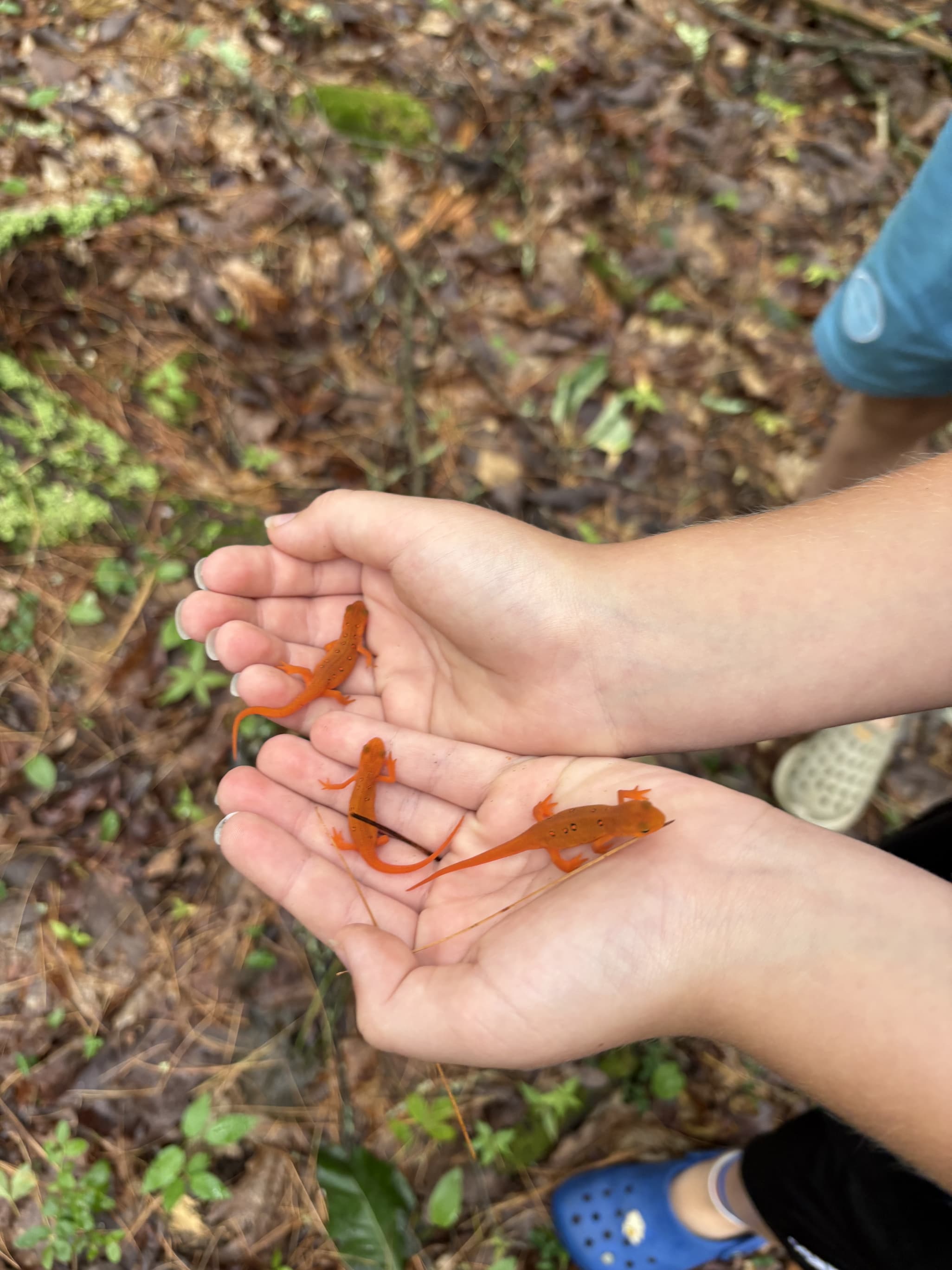 Herp from the river