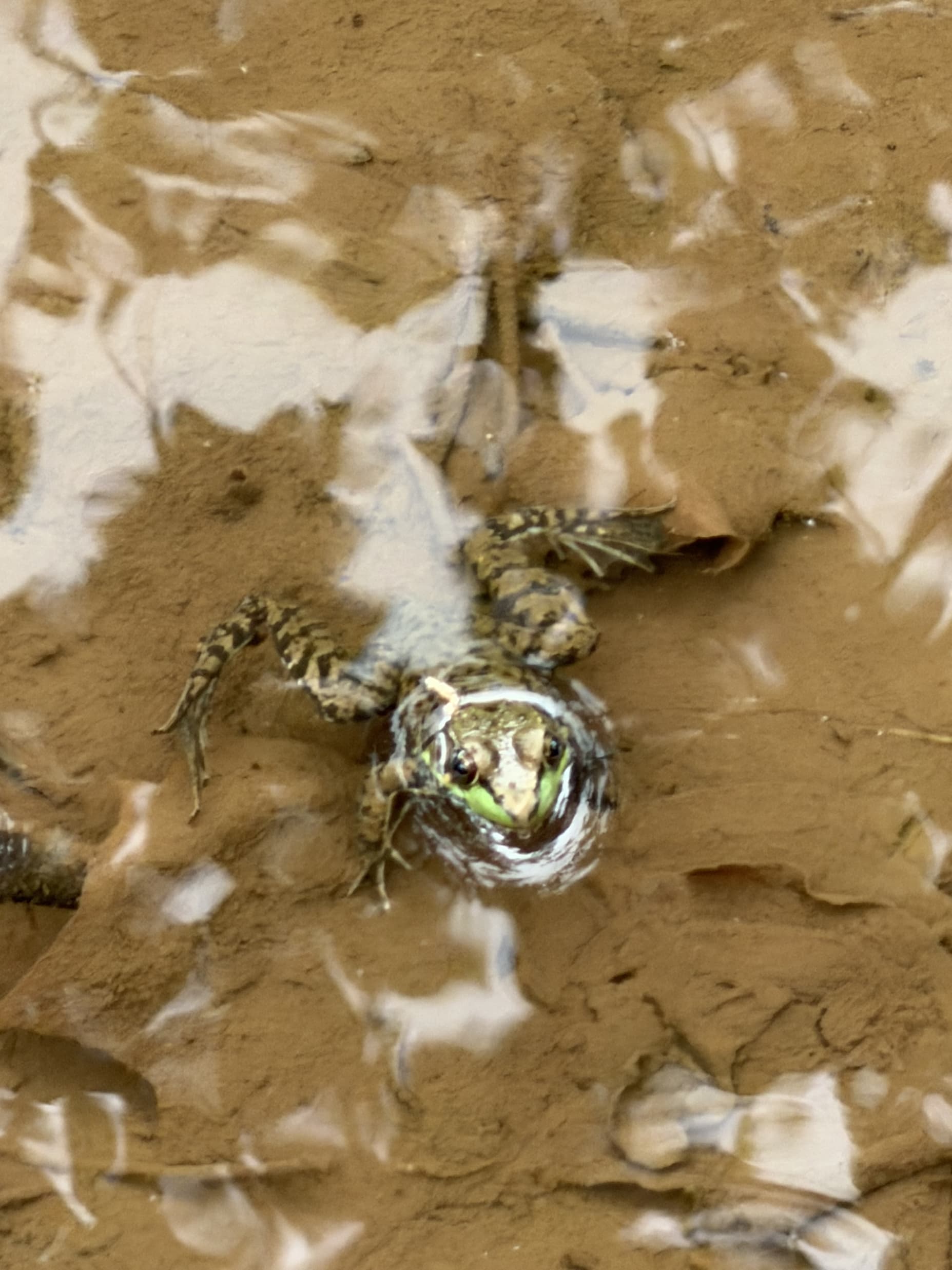 Herp from the river