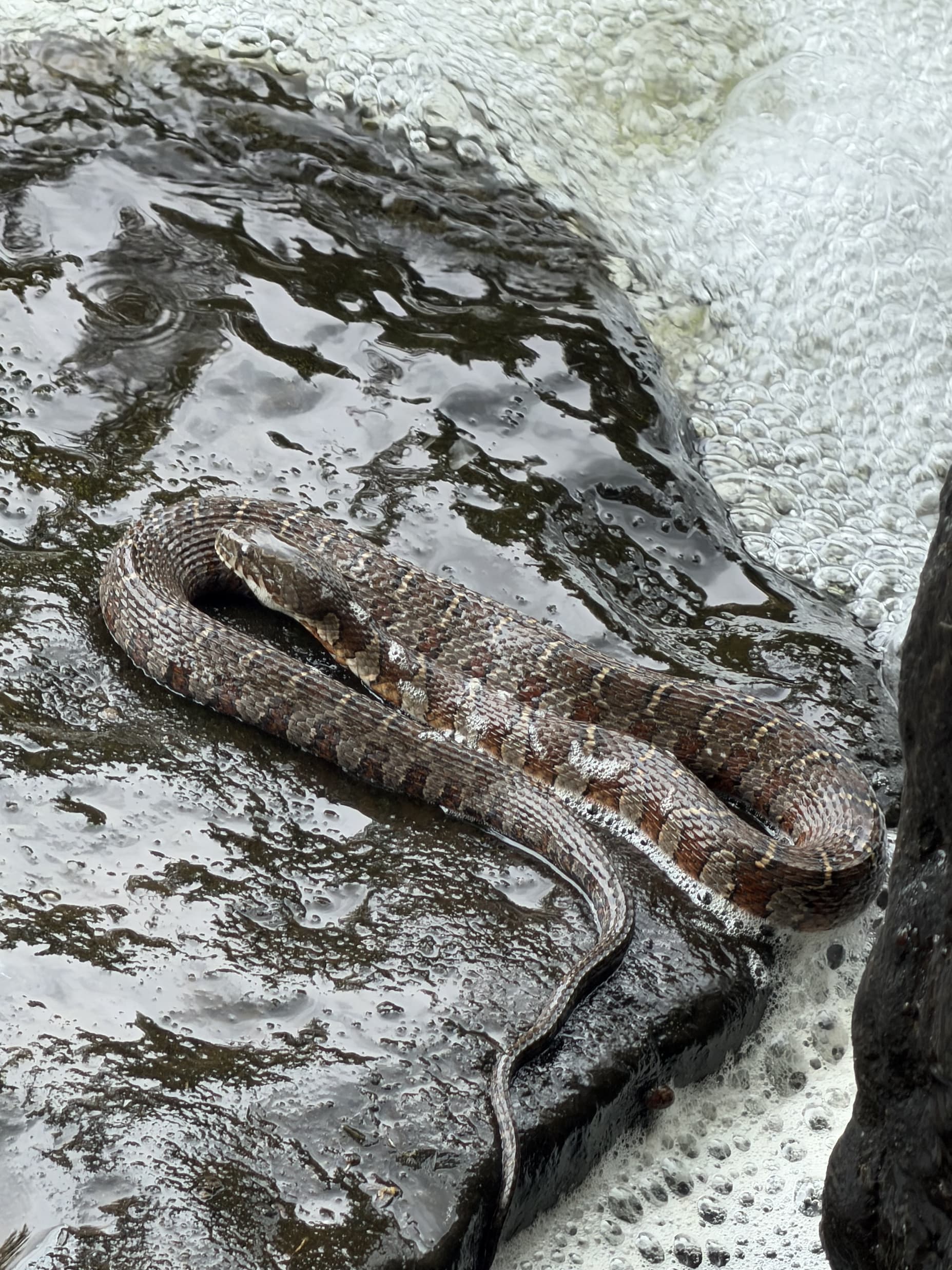 Herp from the river