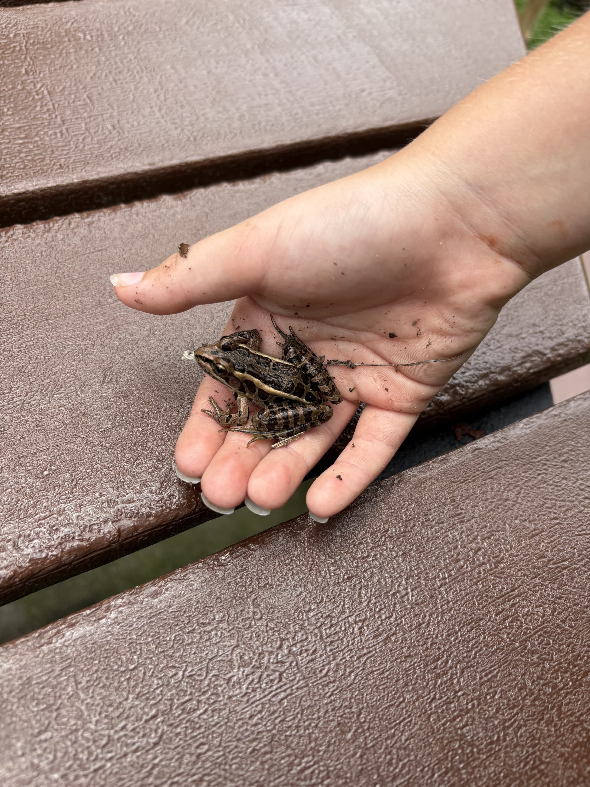 Herp from the river