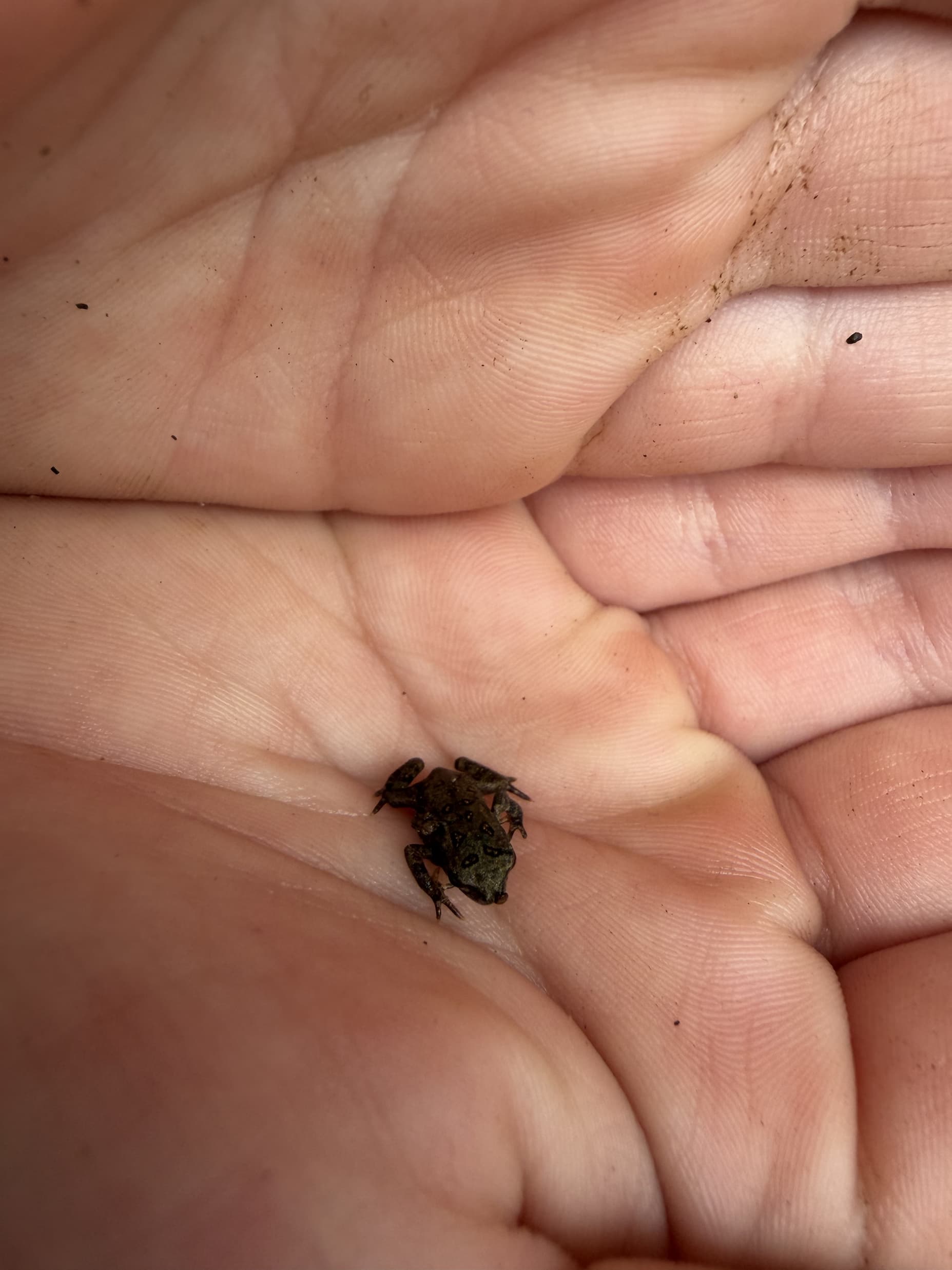 Herp from the river