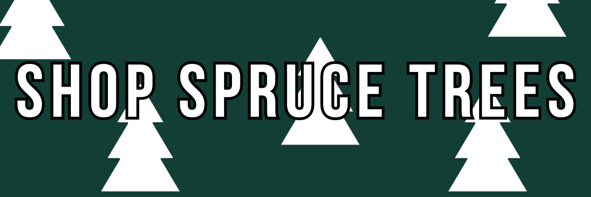 Shop Spruce Trees