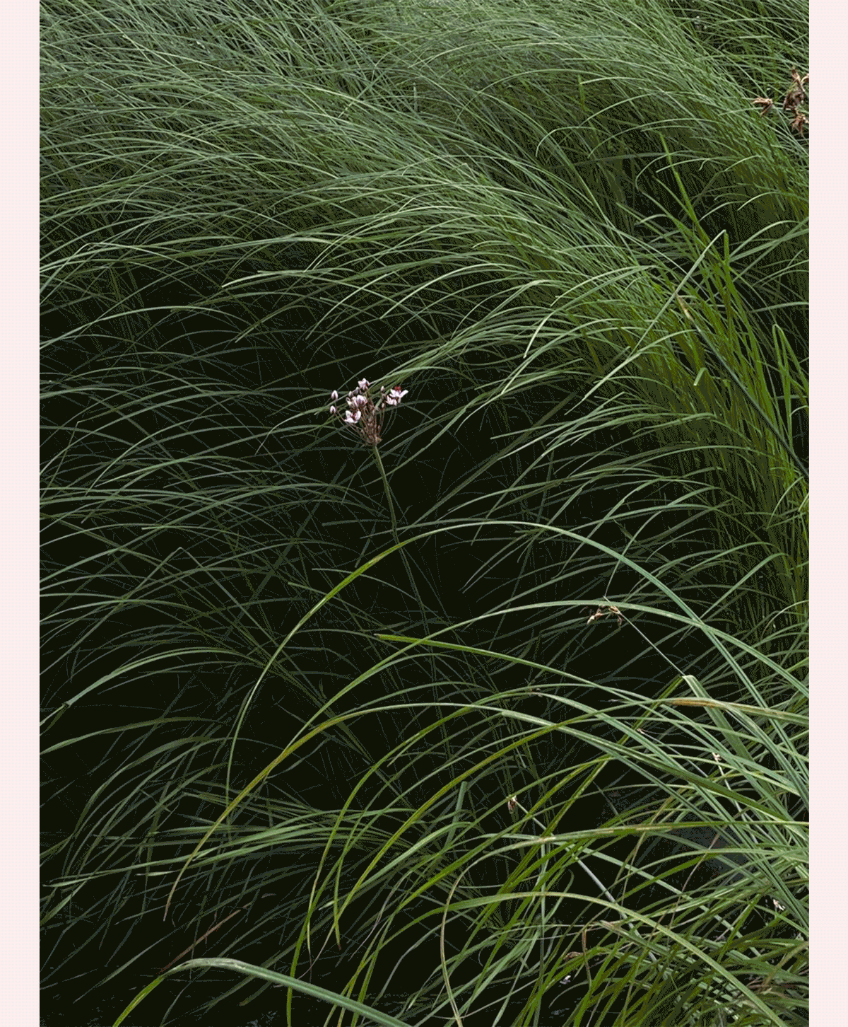 Balsam Collection Balsam Collection