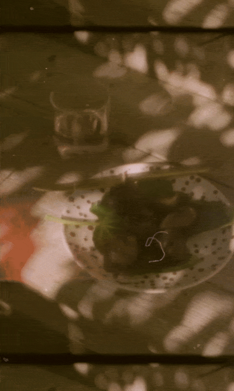 Splatter Collection Splatter Collection