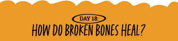How Do Broken Bones Heal? 