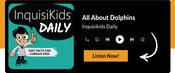 All About Dolphins