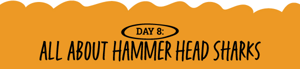 Day 8: All About Hammer Head Sharks