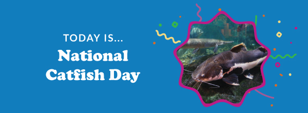 Today Is... National Catfish Day 