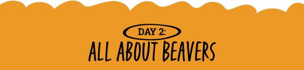 All About Beavers 