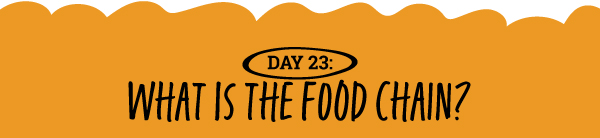What Is the Food Chain? 