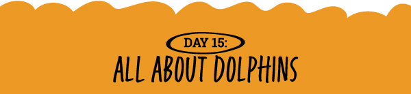 All About Dolphins