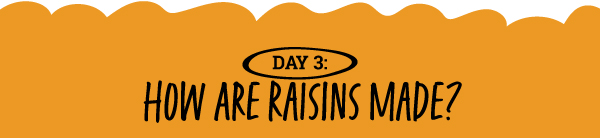 How Are Raisins Made? 