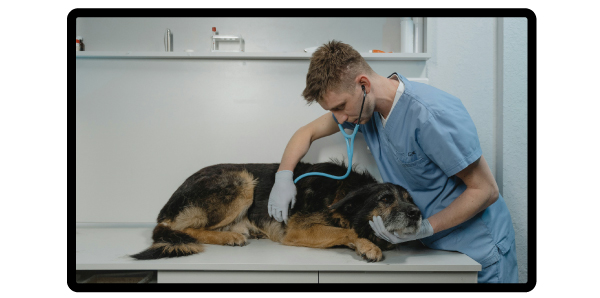 Veterinarians 