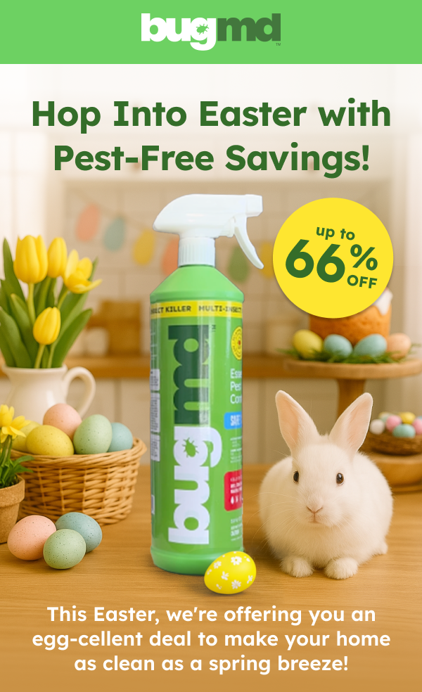 Your Home Should be a Safe Haven, not a Pest Playground