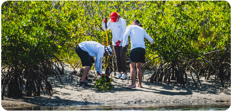 Why Plant Mangroves