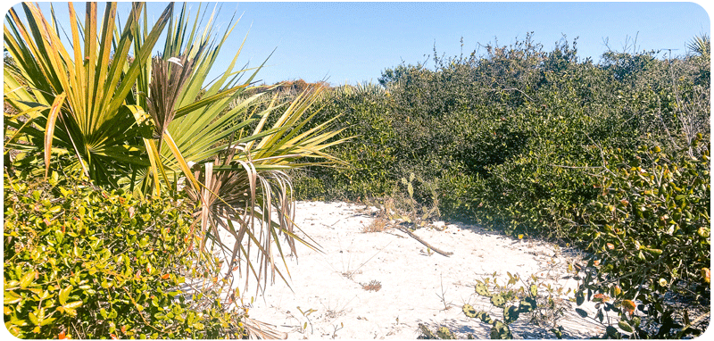 Scrub Habitat