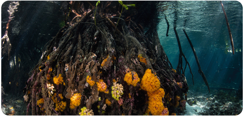 Mangrove Reefs