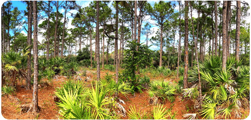 Pine Flatwoods