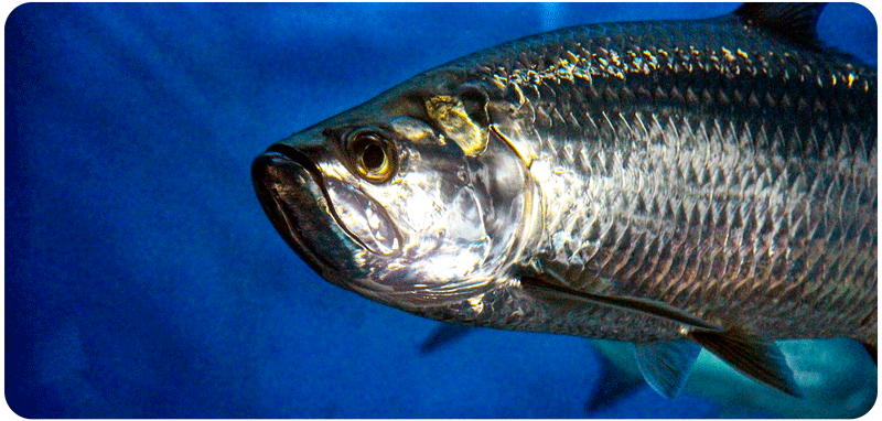 Tarpon