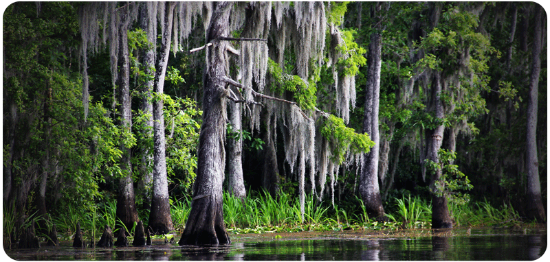 Cypress Swamps