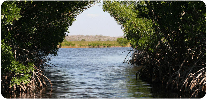 Oysters & Mangroves