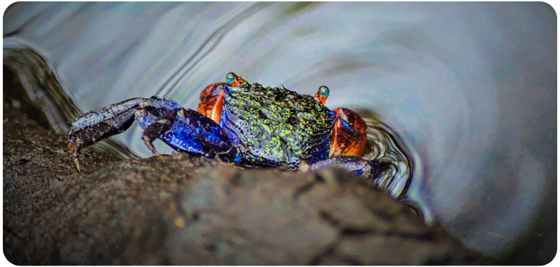 Mangrove Crab