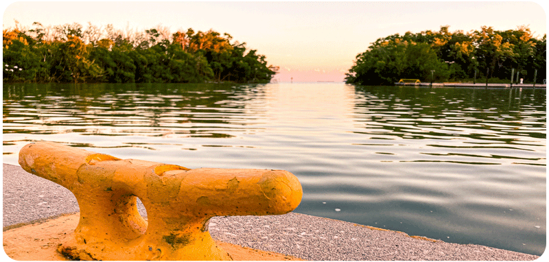 Mangrove Estuary