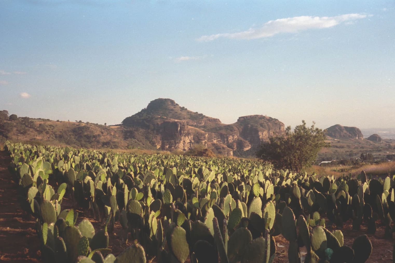 Nopal cactus fields, Zacatecas, Mexico