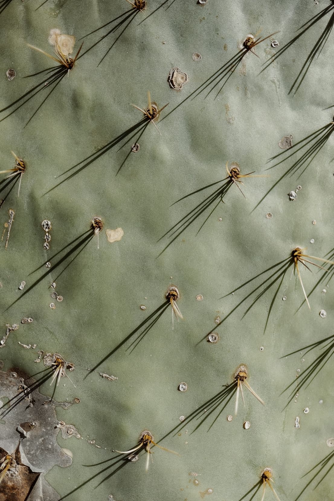 Nopal cactus leaf — origin of the material