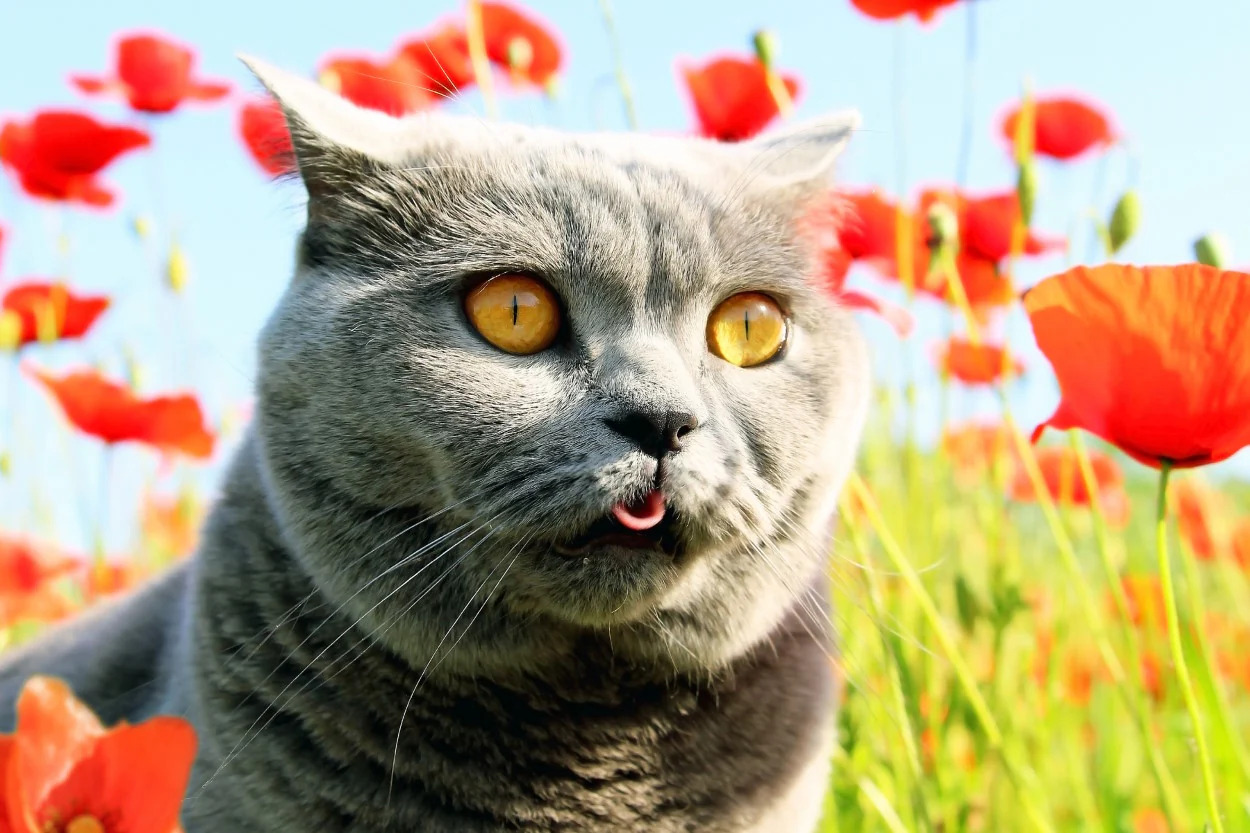 Can cats have allergies?