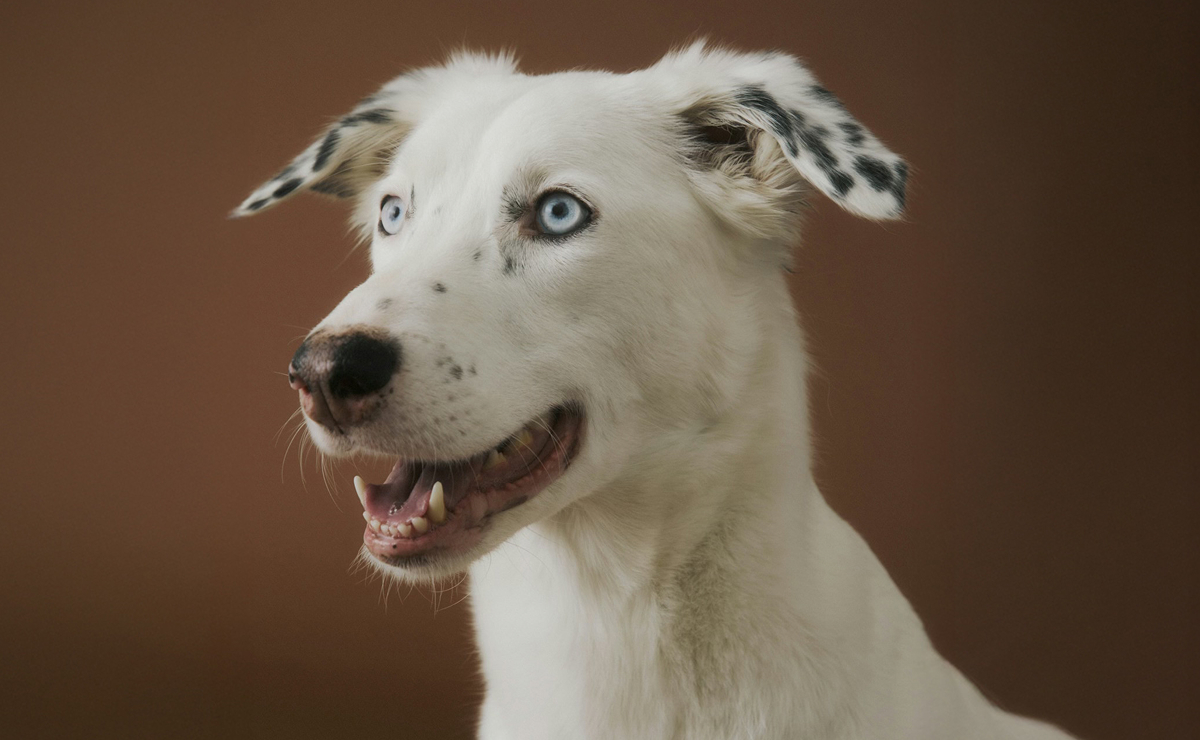 From chewed up tennis shoes and bathroom accidents, living with dogs can be a challenge. From chewed up tennis shoes and bathroom accidents, living with dogs can be a challenge.